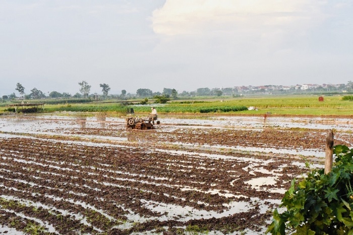Nông dân An Lão chuyển trọng tâm sang sản xuất lúa vụ mùa năm 2024